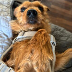 Futterpatenschaft Leon – Terrier Mischling Leon, 11/2020, ca. 30 cm