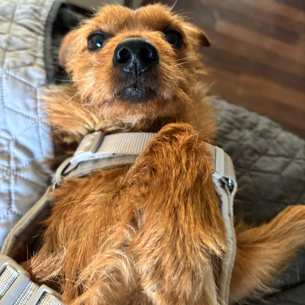 Futterpatenschaft Leon - Terrier Mischling Leon, 11/2020, ca. 30 cm