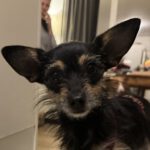 Chihuahua Mischling Gala, 04/2024, ca. 22 cm