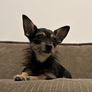 Chihuahua Mischling Gala, 04/2024, ca. 22 cm