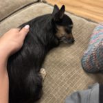 Chihuahua Mischling Gala, 04/2024, ca. 22 cm