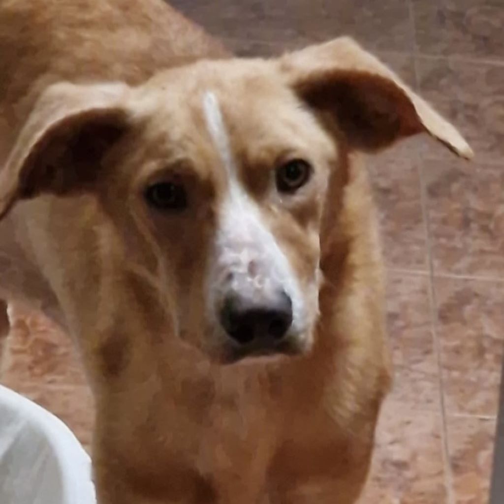 Mischling Goku, 01/2025, ca. 55 cm