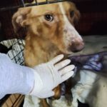 Mischling Goku, 01/2025, ca. 55 cm