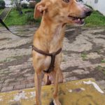 Mischling Goku, 01/2025, ca. 55 cm