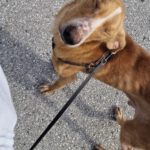 Mischling Goku, 01/2025, ca. 55 cm