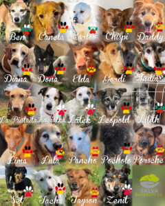 SALVA Motto im März 2026: Graue Schnauzen