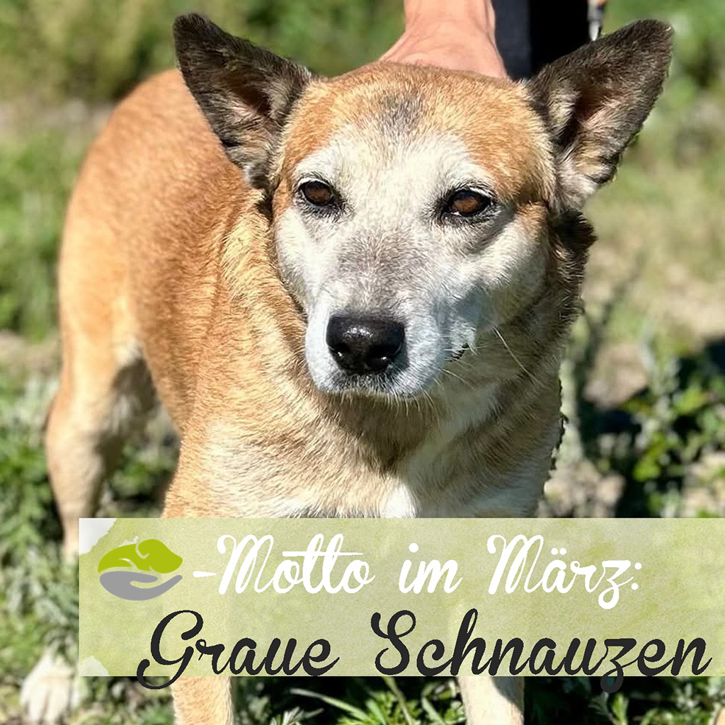 SALVA Motto im März 2026: Graue Schnauzen