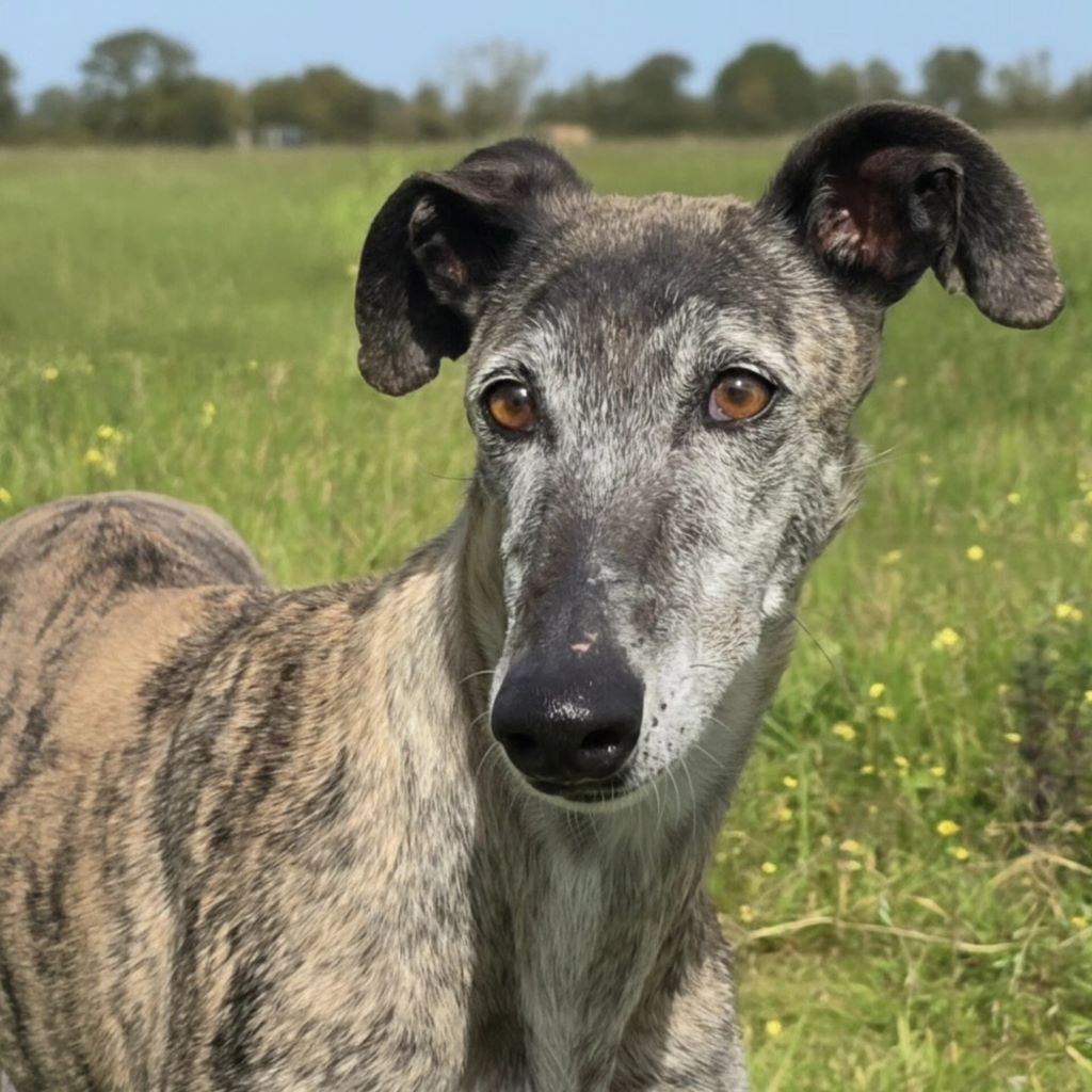 Galgo Guareña , 04/2017, ca. 60- 65 cm