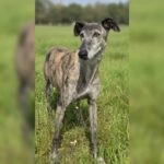 Galgo Guareña , 04/2017, ca. 60- 65 cm