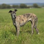 Galgo Guareña , 04/2017, ca. 60- 65 cm