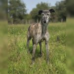 Galgo Guareña , 04/2017, ca. 60- 65 cm