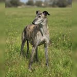 Galgo Guareña , 04/2017, ca. 60- 65 cm