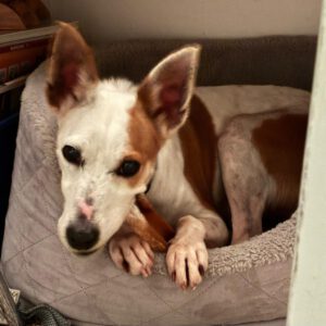 Mischling Harley, 01/2023, ca. 45 cm, 12161 Berlin