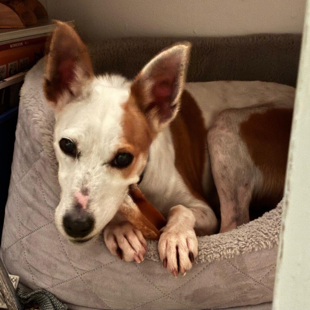 Mischling Harley, 01/2023, ca. 45 cm, 12161 Berlin