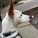 Mischling Harley, 01/2023, ca. 45 cm, 12161 Berlin