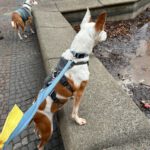 Mischling Harley, 01/2023, ca. 45 cm, 12161 Berlin