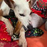 Mischling Harley, 01/2023, ca. 45 cm, 12161 Berlin