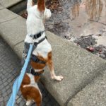 Mischling Harley, 01/2023, ca. 45 cm, 12161 Berlin