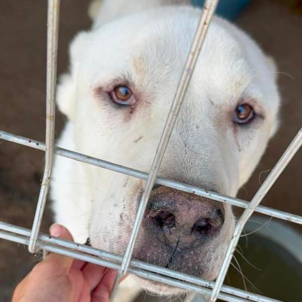 Hilfe für Bulgarien