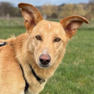 Mischling Homer, 12/2024, ca. 51 cm, 61273 Wehrheim