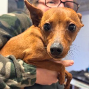 Pinscher Hugo, 03/2025, ca. 25 cm