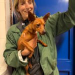 Pinscher Hugo, 03/2025, ca. 25 cm