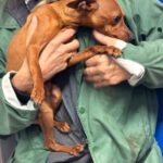 Pinscher Hugo, 03/2025, ca. 25 cm