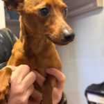 Pinscher Hugo, 03/2025, ca. 25 cm