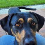 Mischling Izan, 06/2021, 55 cm, 23812 Wahlstedt