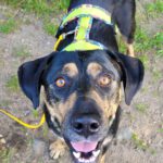 Mischling Izan, 06/2021, 55 cm, 23812 Wahlstedt