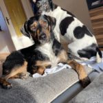 Mischling Izan, 06/2021, 55 cm, 23812 Wahlstedt