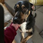 Mischling Izan, 06/2021, 55 cm, 23812 Wahlstedt