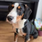 Mischling Janou, 07/2025, Endgröße ca. 50 cm, 27305 Bruchhausen-Vilsen