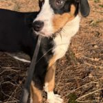 Mischling Janou, 07/2025, Endgröße ca. 50 cm, 27305 Bruchhausen-Vilsen