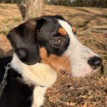 Mischling Janou, 07/2025, Endgröße ca. 50 cm, 27305 Bruchhausen-Vilsen