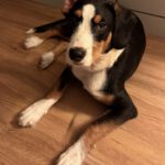 Mischling Janou, 07/2025, Endgröße ca. 50 cm, 27305 Bruchhausen-Vilsen