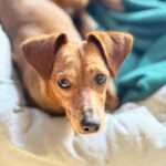 Dackel Mischling Jessie, 03/2025, ca. 31 cm