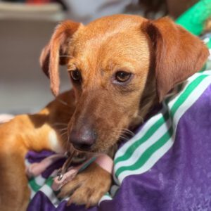 Dackel-Mischling Jessie, 03/2025, ca. 35 cm