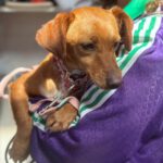 Dackel-Mischling Jessie, 03/2025, ca. 35 cm