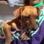 Dackel-Mischling Jessie, 03/2025, ca. 35 cm