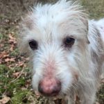 Mischling Johnie Ray, 01/2018, ca. 45 cm, 23824 Damsdorf