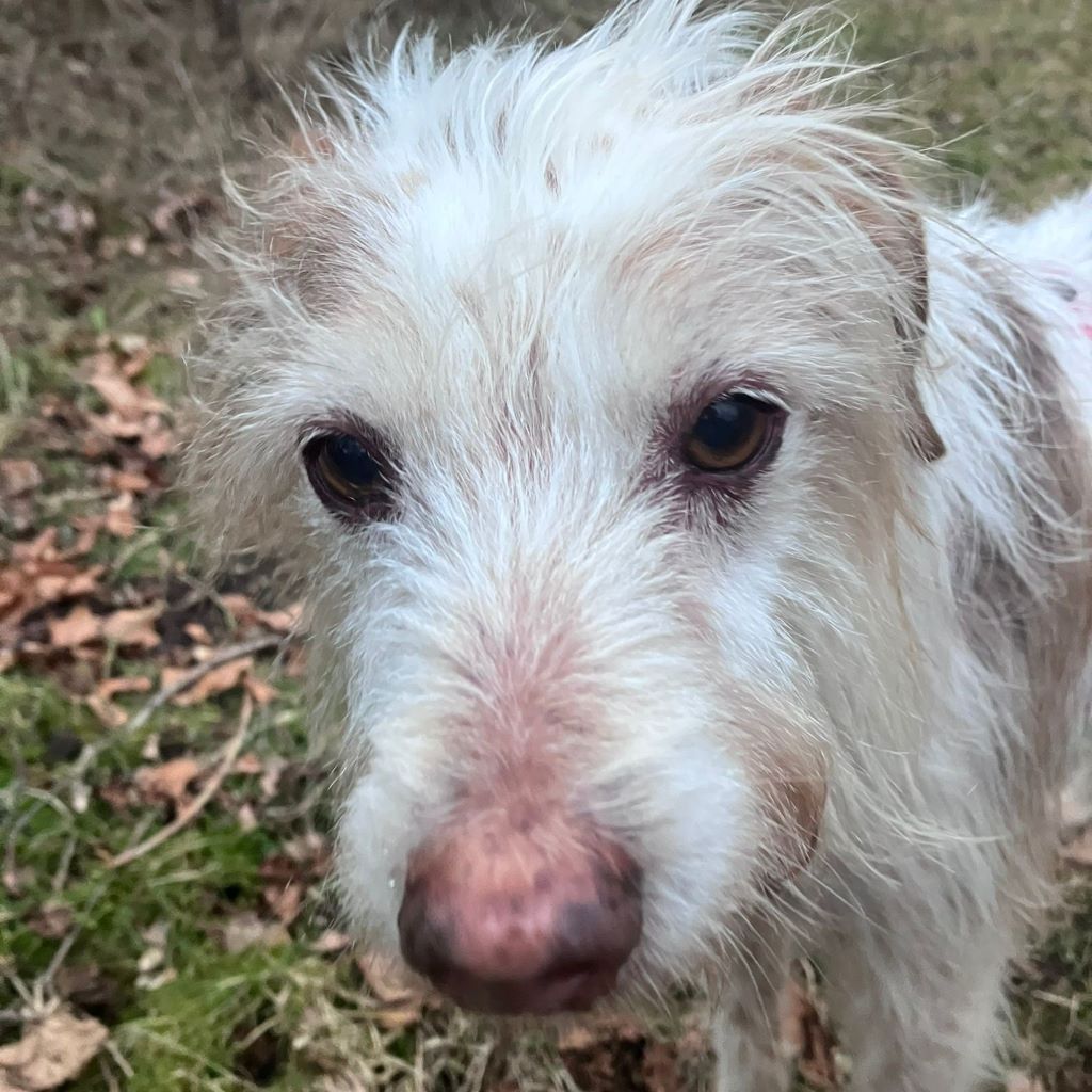 Mischling Johnie Ray, 01/2018, ca. 45 cm, 23824 Damsdorf