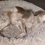 Mischling Johnie Ray, 01/2018, ca. 45 cm, 23824 Damsdorf