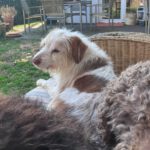 Mischling Johnie Ray, 01/2018, ca. 45 cm, 23824 Damsdorf