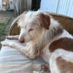 Mischling Johnie Ray, 01/2018, ca. 45 cm, 23824 Damsdorf