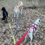 Mischling Johnie Ray, 01/2018, ca. 45 cm, 23824 Damsdorf