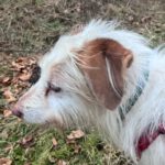 Mischling Johnie Ray, 01/2018, ca. 45 cm, 23824 Damsdorf