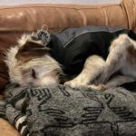 Mischling Johnie Ray, 01/2018, ca. 45 cm, 23824 Damsdorf