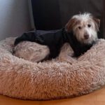 Mischling Johnie Ray, 01/2018, ca. 45 cm, 23824 Damsdorf