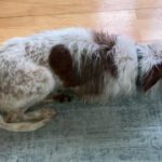 Mischling Johnie Ray, 01/2018, ca. 45 cm, 23824 Damsdorf